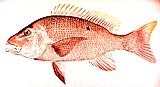 Southern Red Snapper