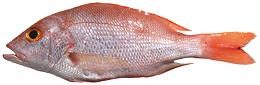 Whole Southern Red Snapper