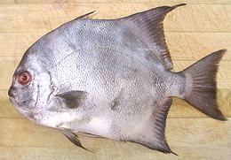 Spadefish 03e