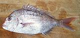 Squirefish
