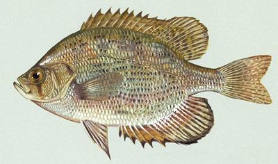 Illustration of whole Sunfish