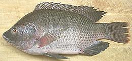 Tilapia
