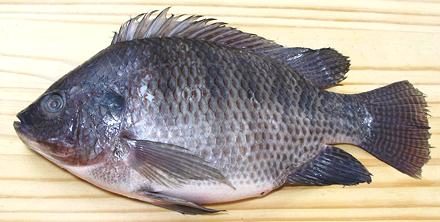 Whole Tilapia Fish