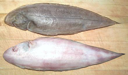 Tongue Sole, showing Both Sides