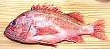 Vermillion Rockfish