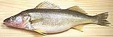 Walleye