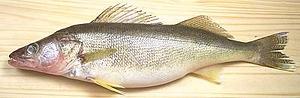 Walleye