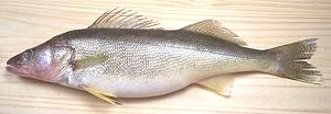 Whole Walleye fish