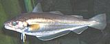 European Whiting