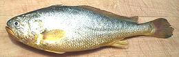 Whole Yellow Croaker Fish