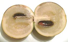 Cut Abiu Fruit
