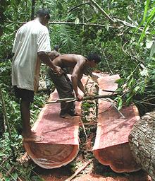 Logging Sapote Trees