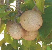 Wongi Fruit on Tree