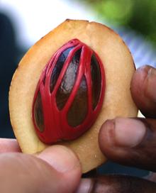 Nutmeg Fruit