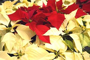 Poinsettia Flowers, Red and Yellow