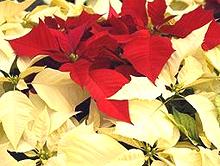 Red and White Poinsettia Flowers