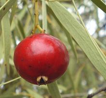Singel Red Fruit