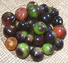 Black and Green Tomatoes