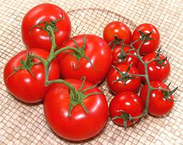 Large and Small Cluster Tomatoes
