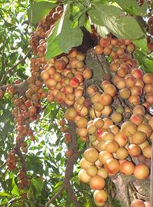 Baccaurea Fruit on Tree Trunk