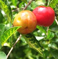 Barbados Cherry Fruit on Leafy Branch