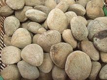 Seeds from Keluak Fruit