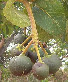 Pequi Fruit on Branch
