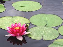 Pink Water Lily Flower and Pads