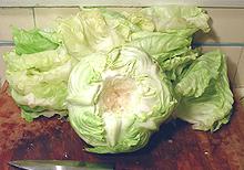 Cabbage Head Prepared for Leaves