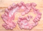 Pig Uterus