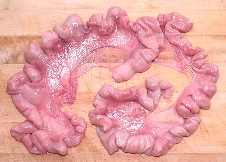 Pig Uterus