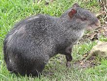 Live Agouti Rodent