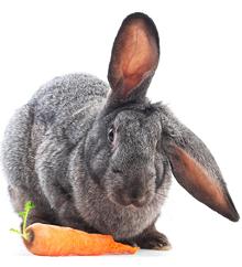 Cute Bunny with Carrot