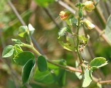 Flowering Pig's Sennet Plant