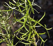 Live Carruth's Sagewort Plant