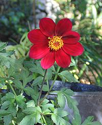 Red Dahlia Flower
