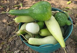 Mix of Bottle Gourds