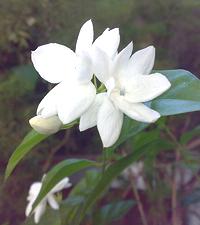 Flowering Branch of Jasmine
