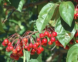 Red Crab Apples