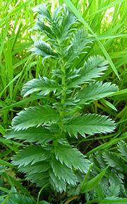 Leafy Common Silverweed Plant