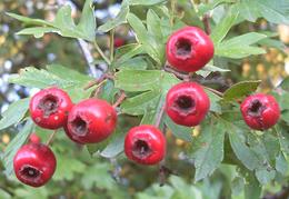 Common Hawthorn Fruit on Tree