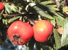 Oriental Hawthorn Fruit on Tree