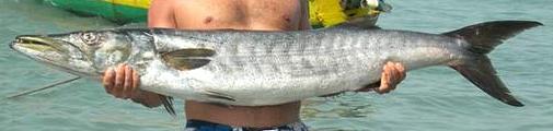 Whole Guinean Barracuda