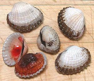 Clam Identification and Facts (From Arks to Tellins) - Owlcation