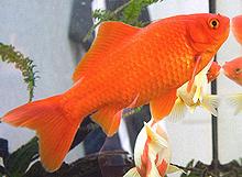 Live Goldfish 02h