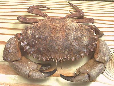 Rock Crab - Pacific