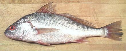 Is Croaker Fish Good to Eat? 