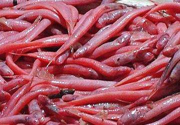 Pile of Burrowing Gobies