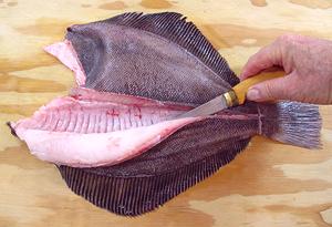 Petrale Sole being Filleted