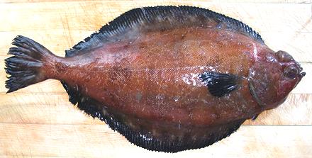 Dover Sole / Slime Fish